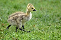 Grouchy  D6 21-05-18 206   Photo ACG