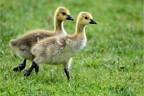 Grouchy  D6 21-05-18 207   Photo ACG