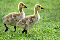 Grouchy  D6 21-05-18 208   Photo ACG