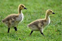 Grouchy  D6 21-05-18 209   Photo ACG