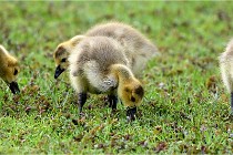 Grouchy  D6 21-05-18 211   Photo ACG