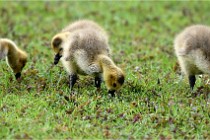 Grouchy  D6 21-05-18 212   Photo ACG