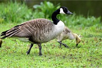 Grouchy  D6 21-05-18 213   Photo ACG