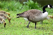 Grouchy  D6 21-05-18 214   Photo ACG