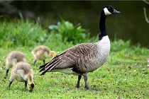 Grouchy  D6 21-05-18 217   Photo ACG