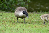 Grouchy  D6 21-05-18 219   Photo ACG