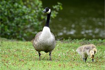 Grouchy  D6 21-05-18 220   Photo ACG