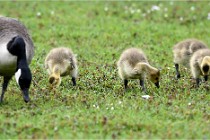 Grouchy  D6 21-05-18 221   Photo ACG