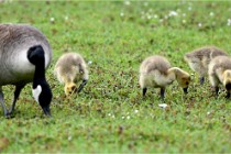 Grouchy  D6 21-05-18 222   Photo ACG