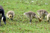 Grouchy  D6 21-05-18 224   Photo ACG