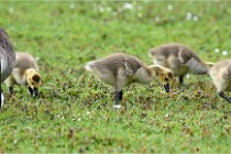 Grouchy  D6 21-05-18 225   Photo ACG