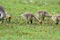 Grouchy  D6 21-05-18 226   Photo ACG