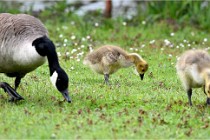 Grouchy  D6 21-05-18 227   Photo ACG