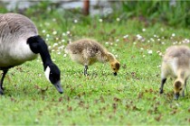 Grouchy  D6 21-05-18 228   Photo ACG