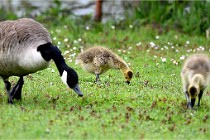 Grouchy  D6 21-05-18 229   Photo ACG