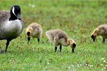 Grouchy  D6 21-05-18 230   Photo ACG