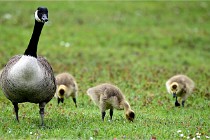 Grouchy  D6 21-05-18 231   Photo ACG