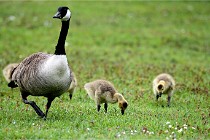 Grouchy  D6 21-05-18 232   Photo ACG