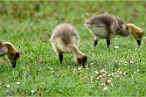 Grouchy  D6 21-05-18 233   Photo ACG