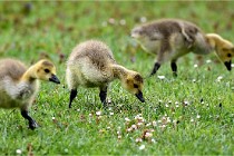 Grouchy  D6 21-05-18 236   Photo ACG