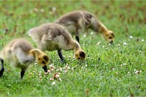 Grouchy  D6 21-05-18 237   Photo ACG