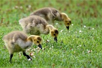 Grouchy  D6 21-05-18 238   Photo ACG