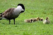 Grouchy  D6 21-05-18 257   Photo ACG