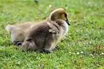 Grouchy  D6 21-05-18 259   Photo ACG