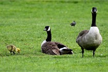 Grouchy  D6 21-05-18 271   Photo ACG