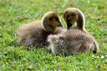 Grouchy  D6 21-05-18 273   Photo ACG