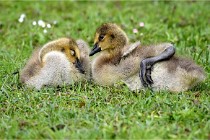 Grouchy  D6 21-05-18 277   Photo ACG