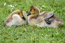 Grouchy  D6 21-05-18 278   Photo ACG