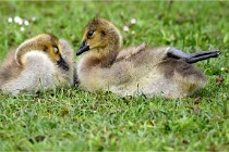 Grouchy  D6 21-05-18 279   Photo ACG