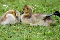 Grouchy  D6 21-05-18 280   Photo ACG