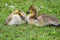 Grouchy  D6 21-05-18 282   Photo ACG