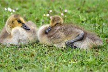 Grouchy  D6 21-05-18 286   Photo ACG