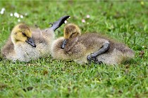 Grouchy  D6 21-05-18 288   Photo ACG