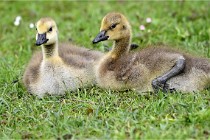 Grouchy  D6 21-05-18 289   Photo ACG