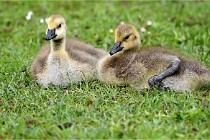 Grouchy  D6 21-05-18 290   Photo ACG