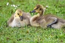 Grouchy  D6 21-05-18 292   Photo ACG