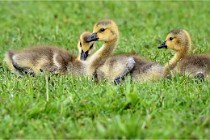 Grouchy  D6 21-05-18 296   Photo ACG