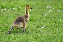 Grouchy  D6 21-05-18 299   Photo ACG