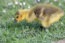 Grouchy  D6 21-05-21 013   Photo ACG