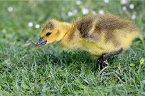 Grouchy  D6 21-05-21 014   Photo ACG