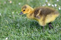 Grouchy  D6 21-05-21 015   Photo ACG