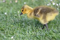 Grouchy  D6 21-05-21 016   Photo ACG