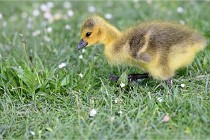 Grouchy  D6 21-05-21 021   Photo ACG