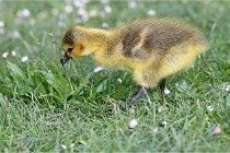 Grouchy  D6 21-05-21 022   Photo ACG