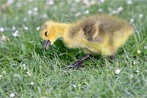 Grouchy  D6 21-05-21 023   Photo ACG