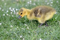 Grouchy  D6 21-05-21 024   Photo ACG